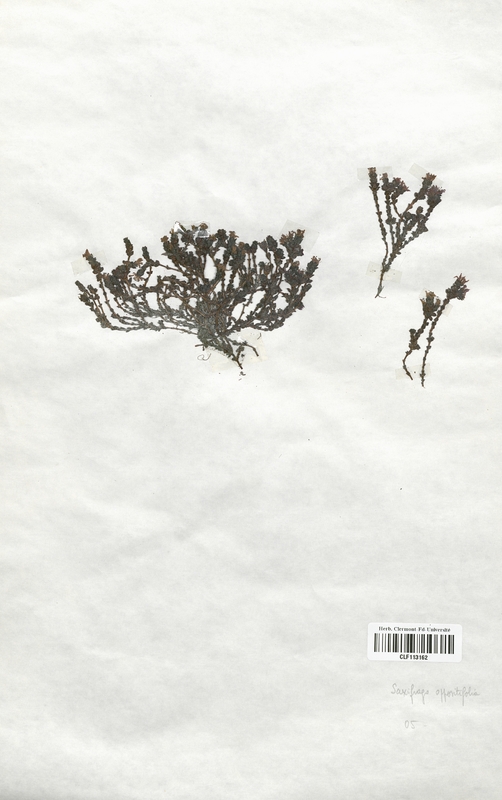 Saxifraga oppositifolia (Saxifragaceae)