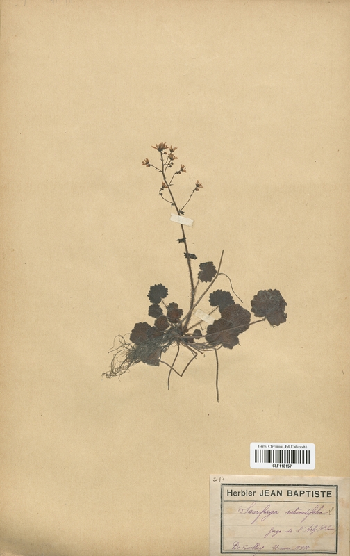 Saxifraga rotundifolia (Saxifragaceae)