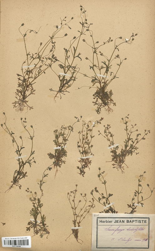Saxifraga tridactylites (Saxifragaceae)