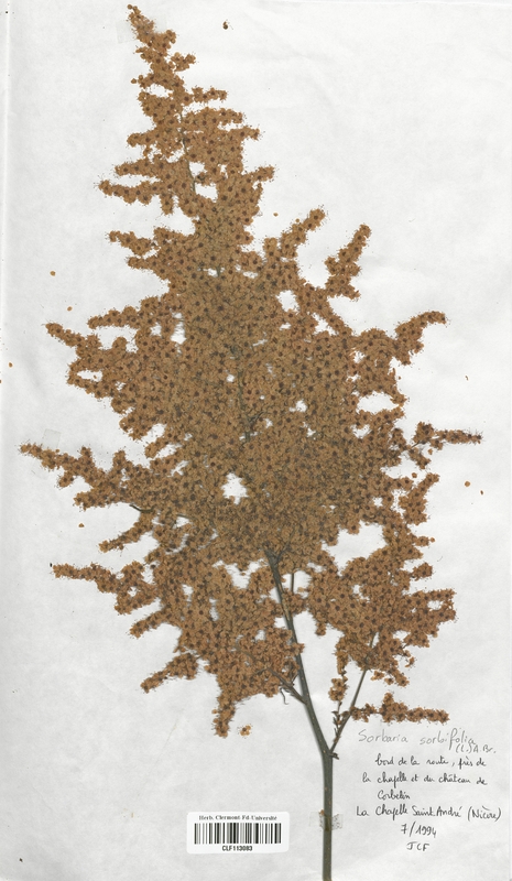 Sorbaria sorbifolia (Rosaceae)