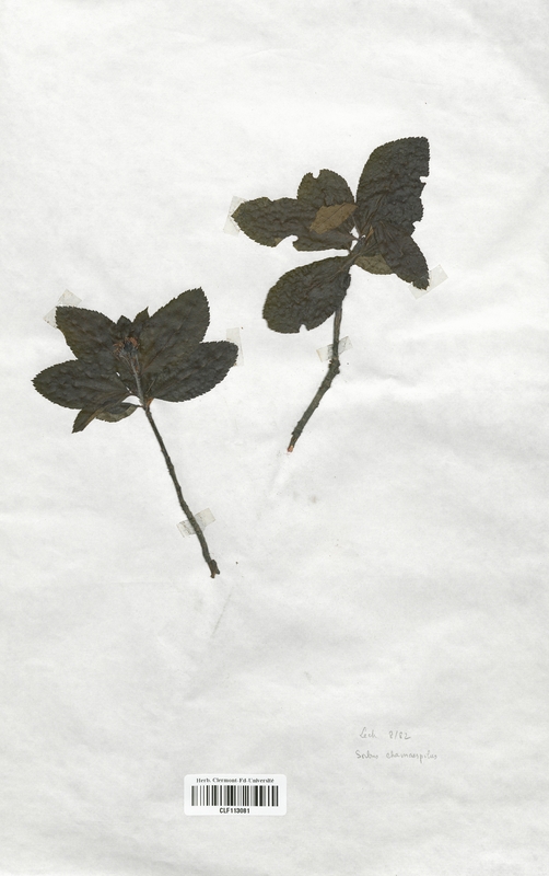 Sorbus chamaespilus (Malaceae)