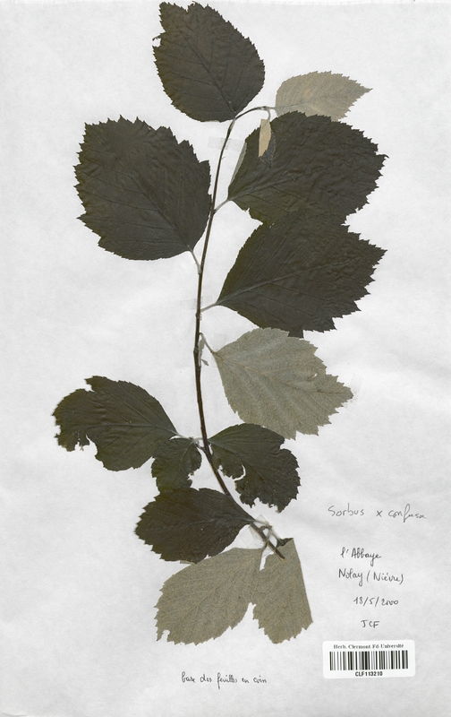 Sorbus x confusa (Malaceae)