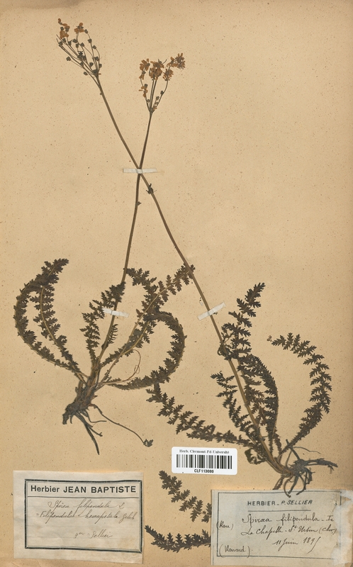 Spiraea filipendula (Rosaceae)