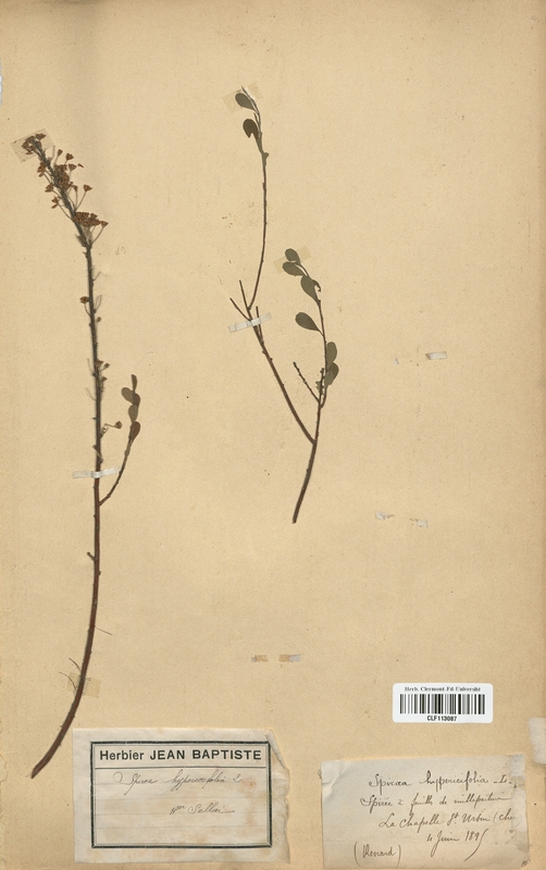 Spiraea hypericifolia (Rosaceae)