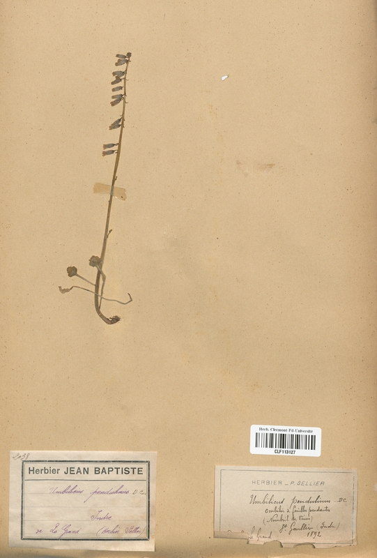 Umbilicus pendulinus (Rosaceae)