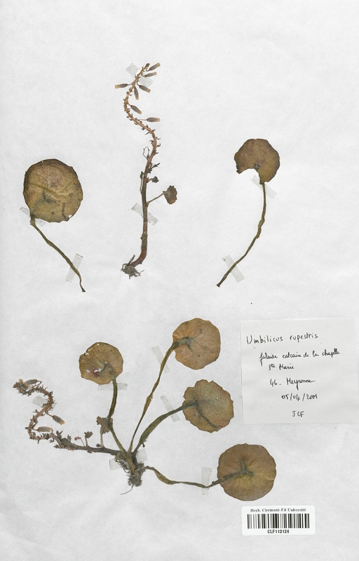 Umbilicus rupestris (Rosaceae)