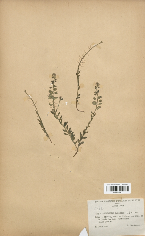 Aethionema saxatile (Brassicaceae)