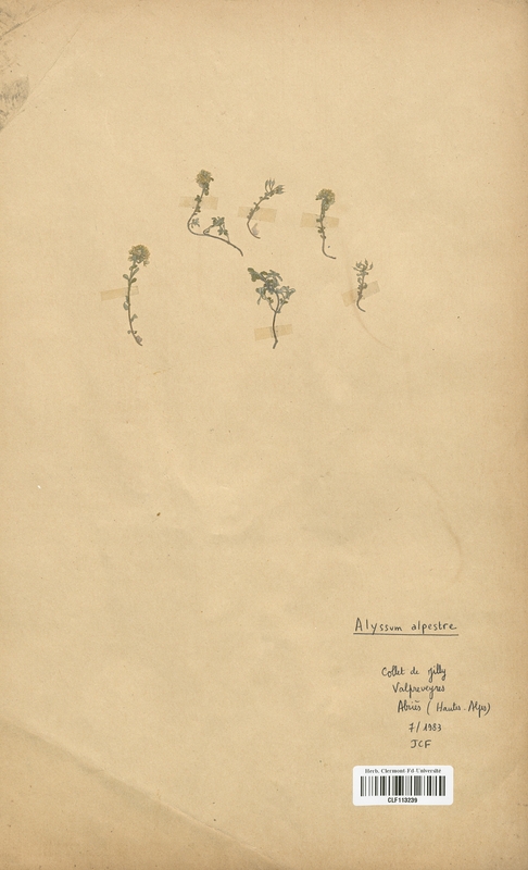 Alyssum alpestre (Brassicaceae)