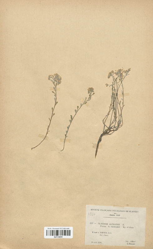 Alyssum alpestre gerardi (Brassicaceae)
