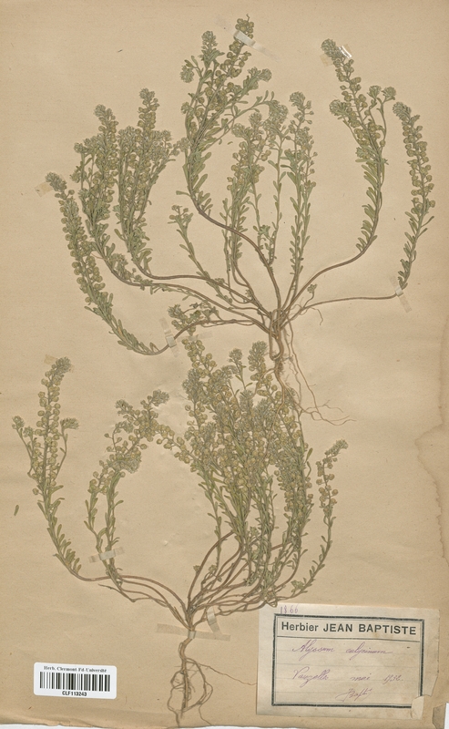 Alyssum calycinum (Brassicaceae)