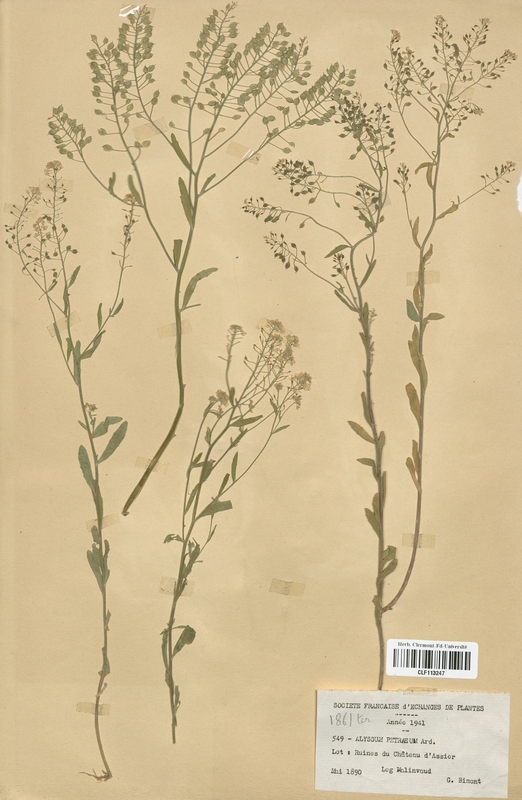 Alyssum petraeum (Brassicaceae)