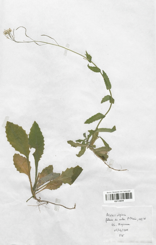 Arabis alpina (Brassicaceae)