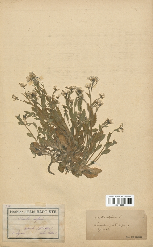 Arabis alpina (Brassicaceae)