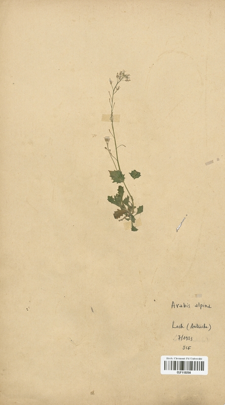 Arabis alpina (Brassicaceae)
