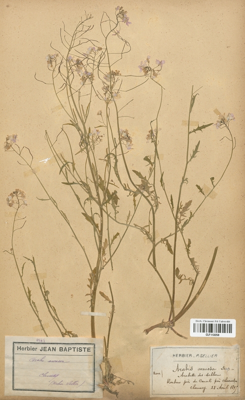 Arabis arenosa (Brassicaceae)