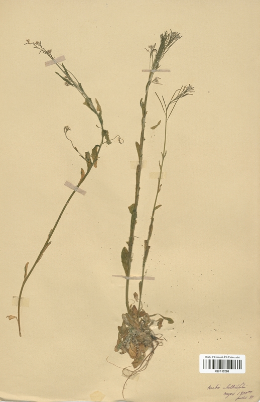 Arabis bellidifolia (Brassicaceae)