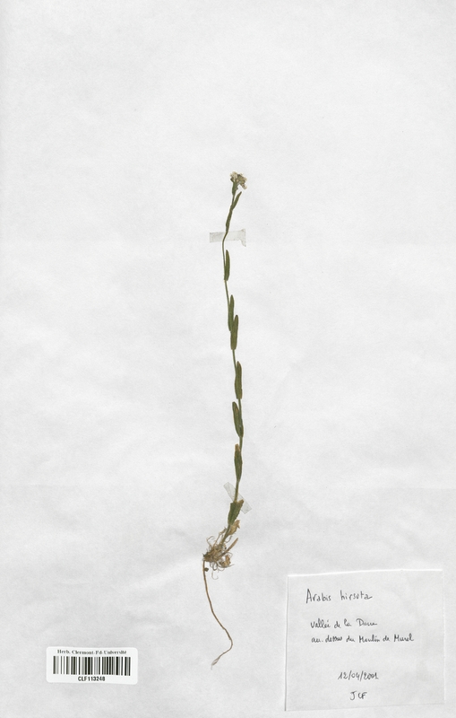 Arabis hirsuta (Brassicaceae)