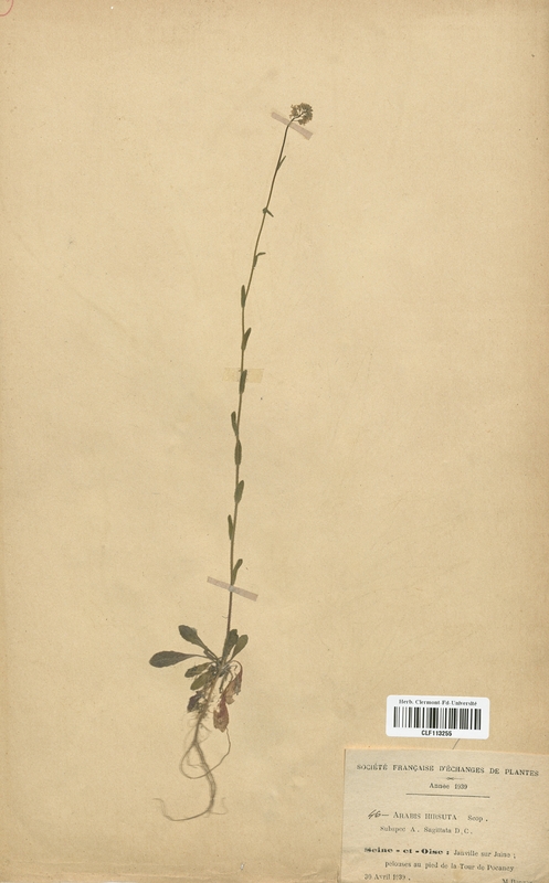 Arabis hirsuta sagittata (Brassicaceae)
