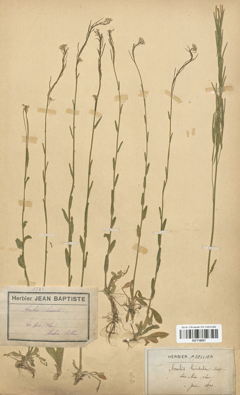 Arabis hirsuta (Brassicaceae)
