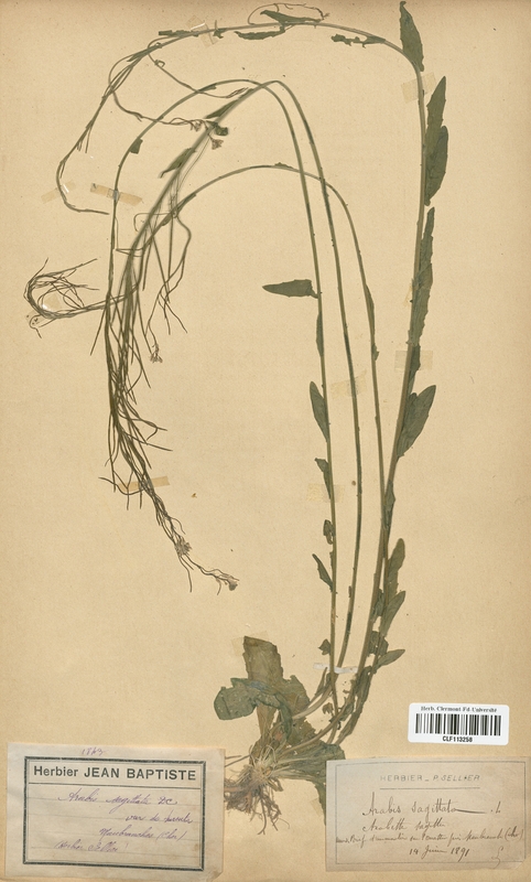 Arabis sagitta (Brassicaceae)