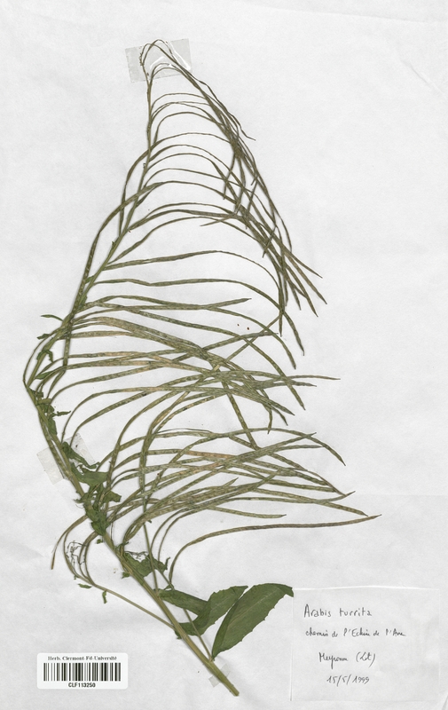 Arabis turrita (Brassicaceae)