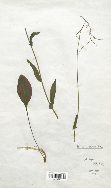Arabis pauciflora (Brassicaceae)