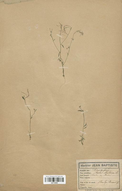 Arabis thaliana (Brassicaceae)