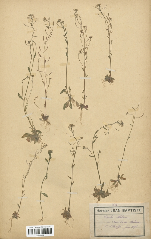 Arabis thaliana (Brassicaceae)