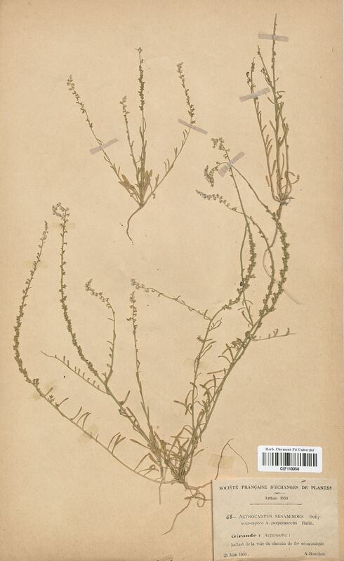 Astrocarpus canescens purpurascens (Resedaceae)