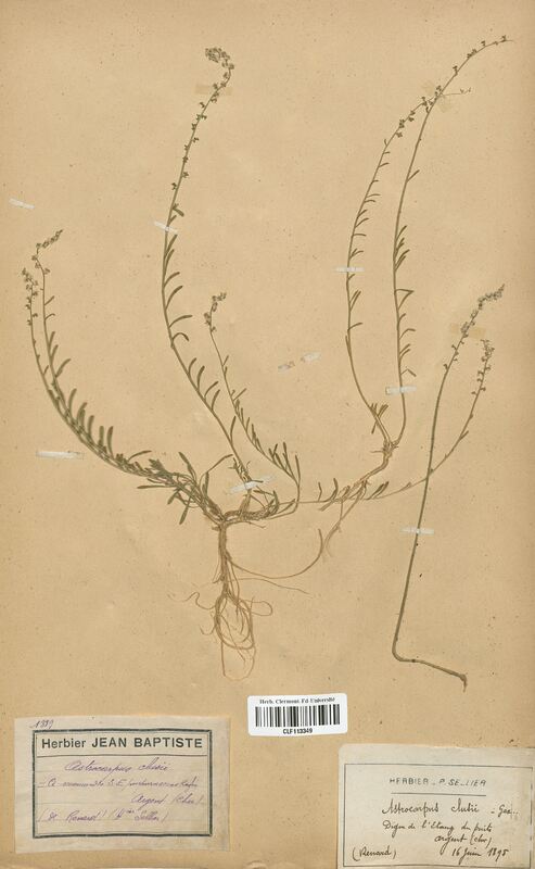 Astrocarpus sesamoides (Resedaceae)