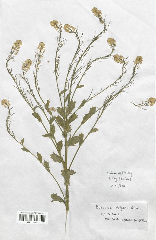 Barbaraea vulgaris (Brassicaceae)