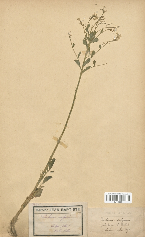 Barbaraea vulgaris (Brassicaceae)