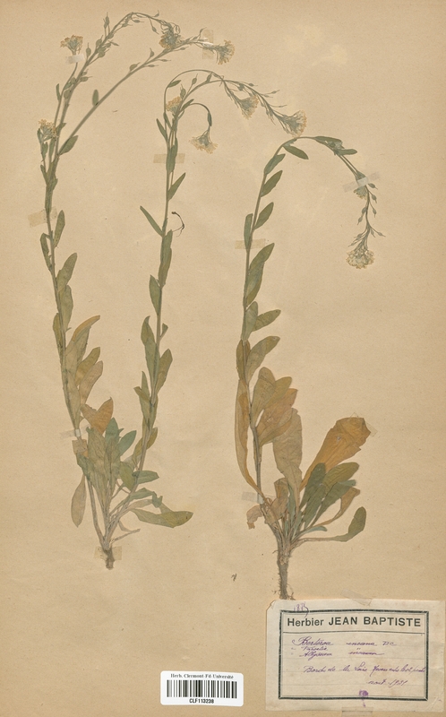 Berteroa incana (Brassicaceae)