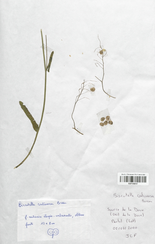 Biscutella controversa (Brassicaceae)