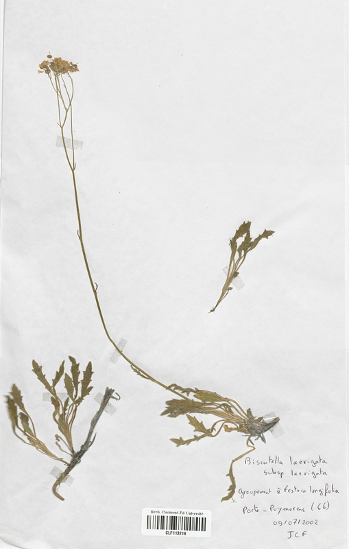 Biscutella laevigata (Brassicaceae)