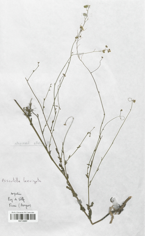 Biscutella laevigata (Brassicaceae)