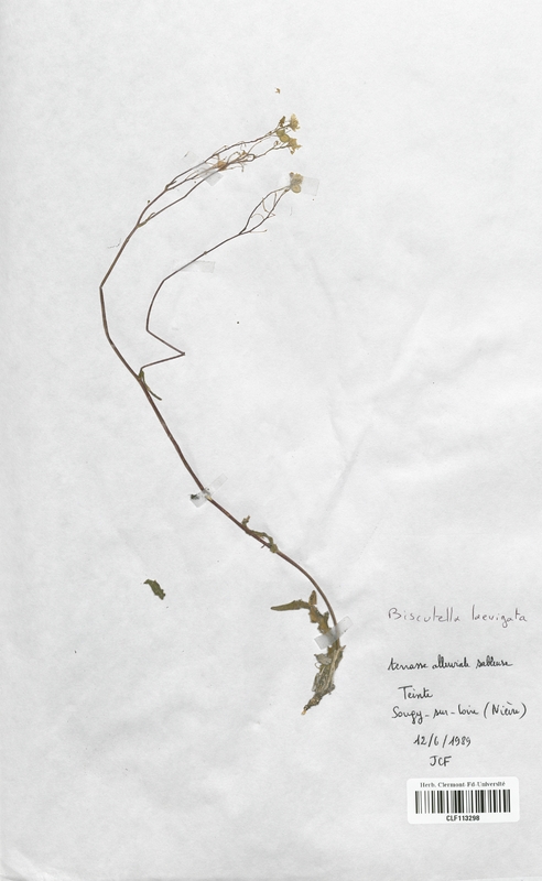 Biscutella laevigata (Brassicaceae)