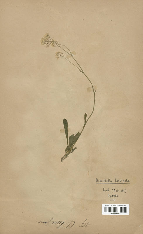 Biscutella laevigata (Brassicaceae)