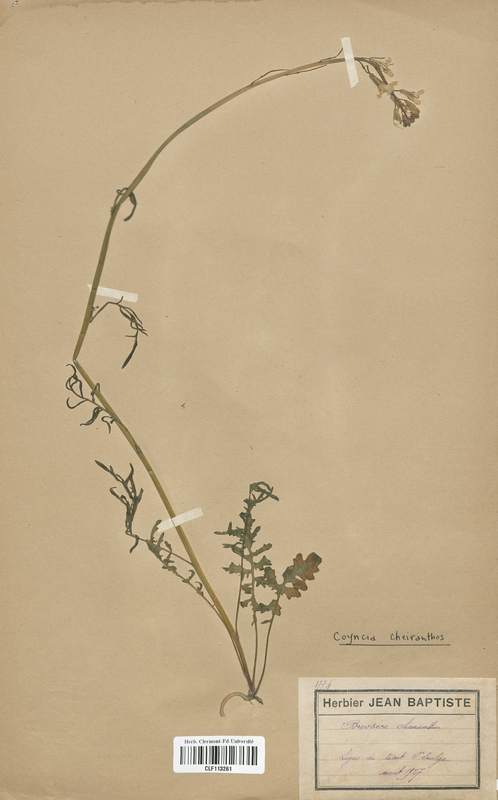 Brassica cheiranthus (Brassicaceae)
