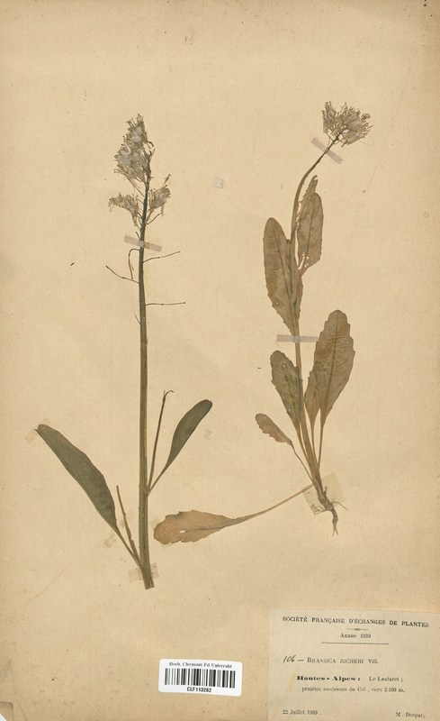 Brassica richeri (Brassicaceae)