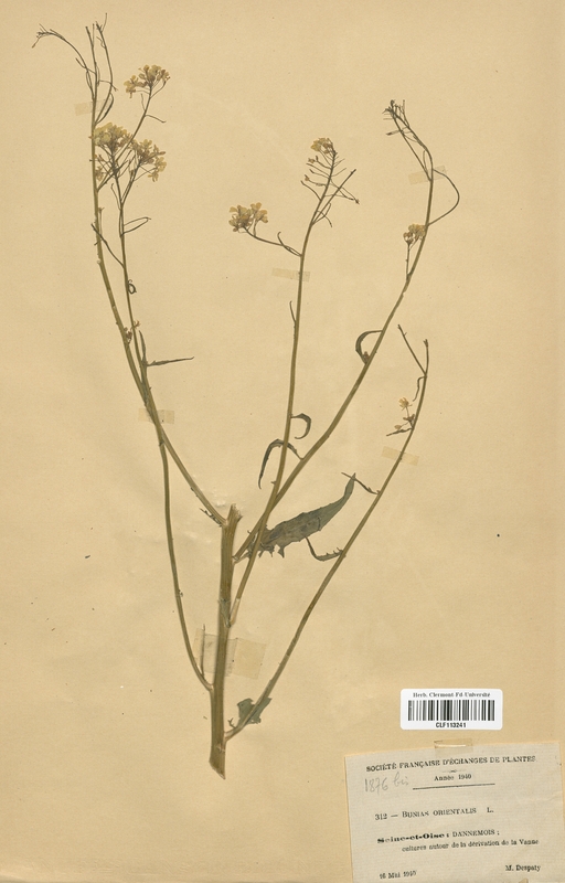 Bunias orientalis (Brassicaceae)