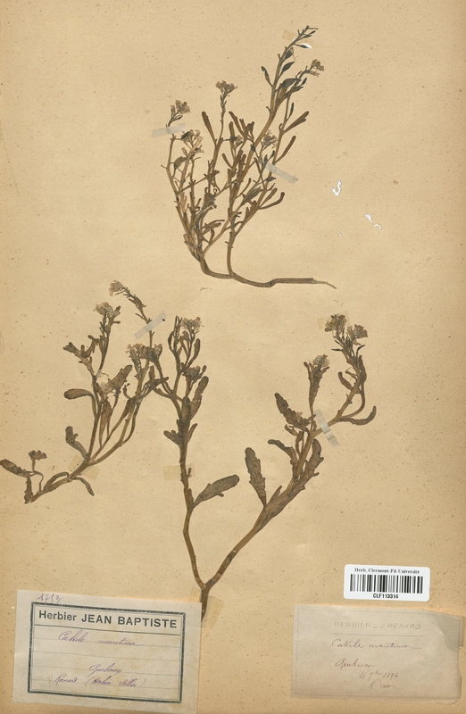 Cakile maritima (Brassicaceae)