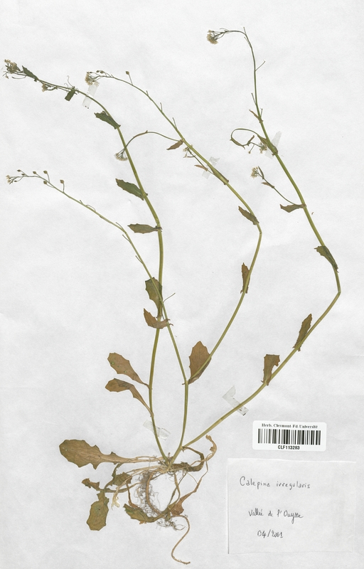 Calepina irregularis (Brassicaceae)