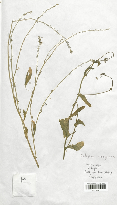 Calepina irregularis (Brassicaceae)