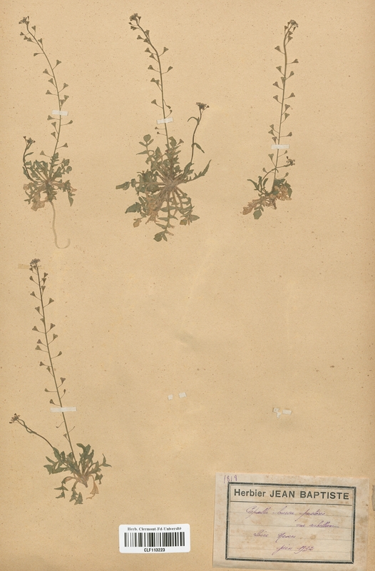 Capsella bursa-pastoris rubellum (Brassicaceae)