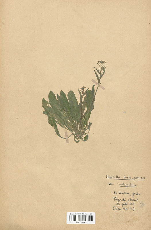 Capsella bursa-pastoris integrifolia (Brassicaceae)