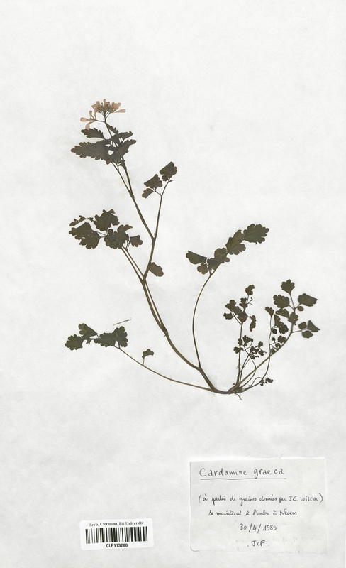 Cardamine graeca (Brassicaceae)
