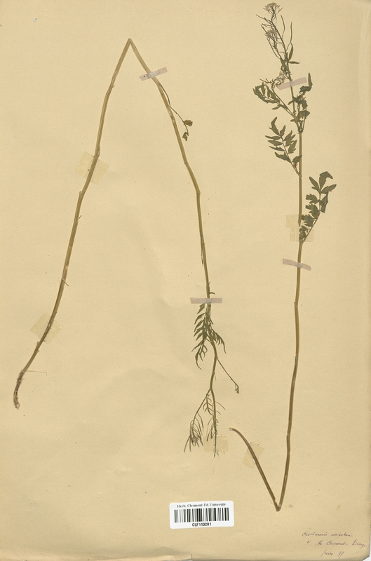 Cardamine impatiens (Brassicaceae)