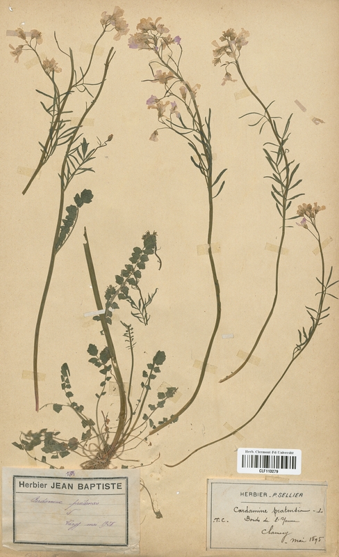 Cardamine pratensis (Brassicaceae)