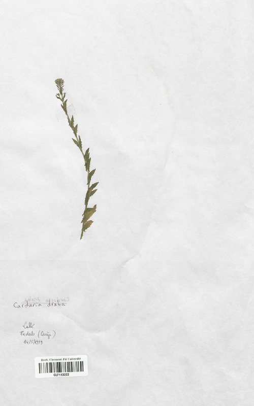 Cardaria draba (Brassicaceae)
